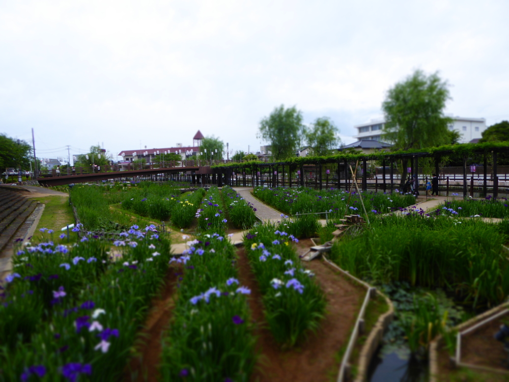 水郷潮来あやめ園の開花状況 ５月３１日 Visit Itako